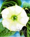 Cover image of Georgia O'Keeffe: One Hundred Flowers